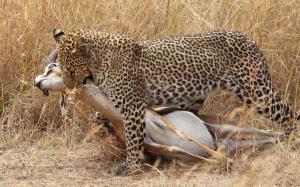 Leopard hunting, grass wallpaper thumb