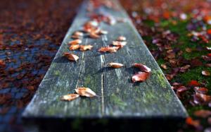 Board Leaves Autumn Macro HD wallpaper thumb