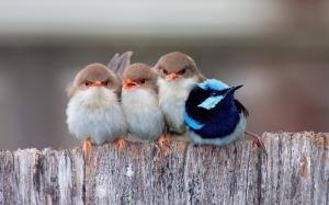 Cute Little Birds wallpaper thumb