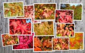 fall on barn autumn collage foliage leaves seasons Washington widescreen HD wallpaper thumb