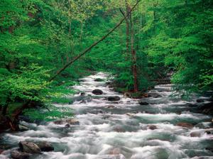 Forest River  HD Download wallpaper thumb