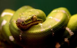 A Green Snake wallpaper thumb