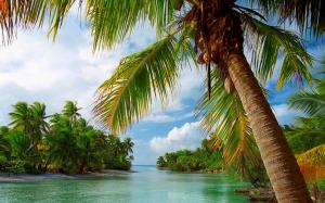 French Polynesia, Vacations, Beach, Palm Trees, Landscape, Tropical, Nature wallpaper thumb