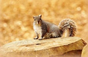 Animals, Squirrel, Cute wallpaper thumb