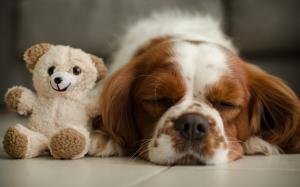Sleeping dog and toy bear wallpaper thumb
