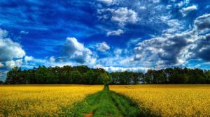 Beautiful scenery, fields, rape flowers, trees, blue sky and white clouds wallpaper thumb