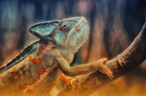 Chameleon, reptile wallpaper thumb
