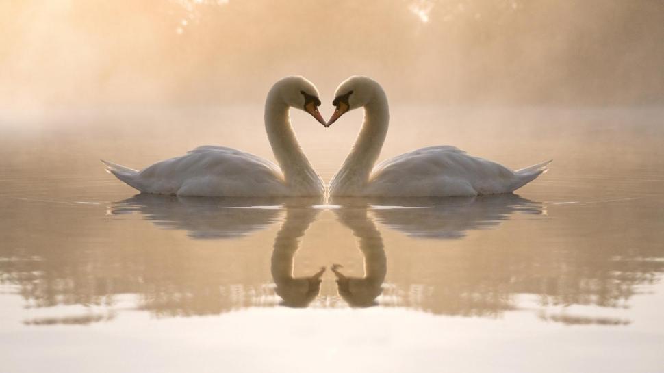 Nature Love Birds Swans Hearts Reflections High Resolution Pictures wallpaper,birds HD wallpaper,hearts HD wallpaper,high HD wallpaper,love HD wallpaper,nature HD wallpaper,pictures HD wallpaper,reflections HD wallpaper,resolution HD wallpaper,swans HD wallpaper,1920x1080 wallpaper