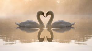 Nature Love Birds Swans Hearts Reflections High Resolution Pictures wallpaper thumb