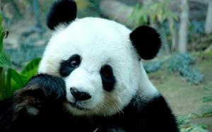 Sad Panda Bear wallpaper thumb