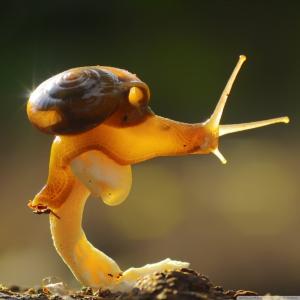 Snail, Macro, Animal wallpaper thumb