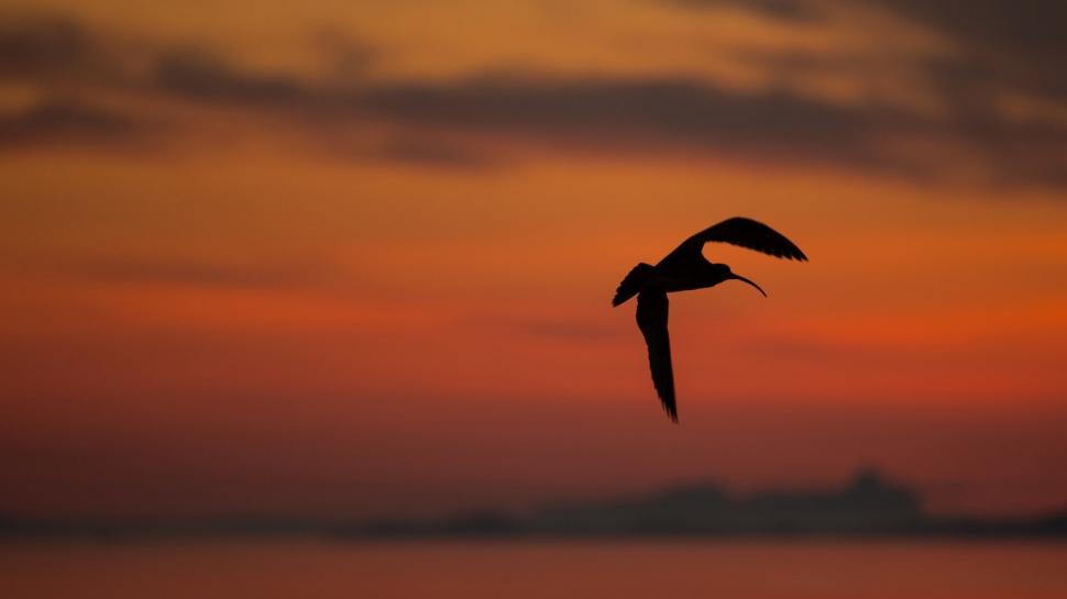 Curlew, sunset, silhouette wallpaper,background wallpaper,silhouette wallpaper,sunset wallpaper,Curlew wallpaper,1366x768 wallpaper