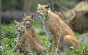 Three wild lynx cat, eyes looking wallpaper thumb