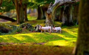Pigs In A Grassy Field wallpaper thumb