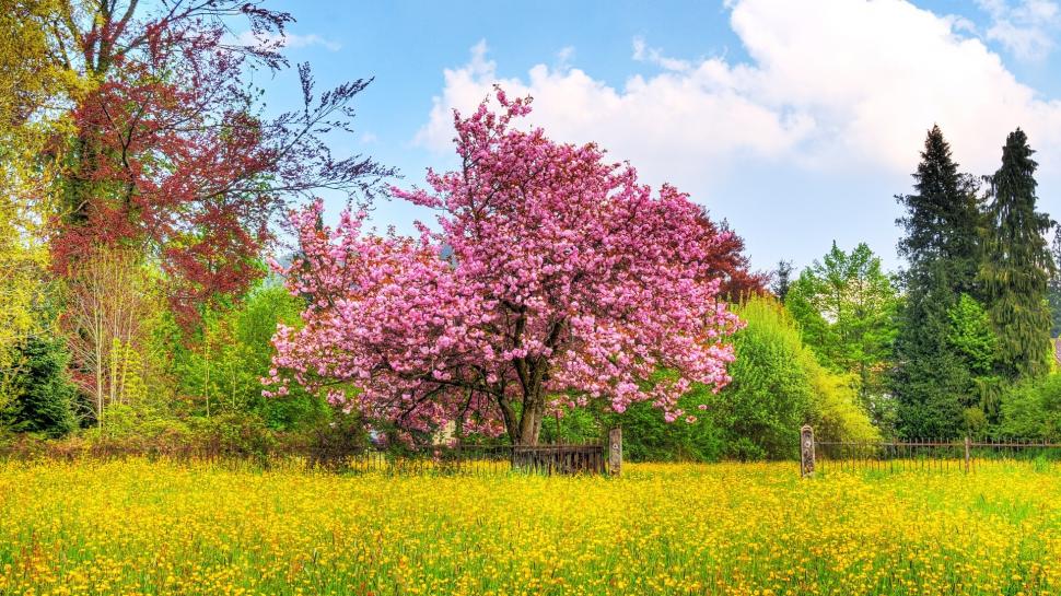 Pink Blossom Tree wallpaper | nature and landscape | Wallpaper Better