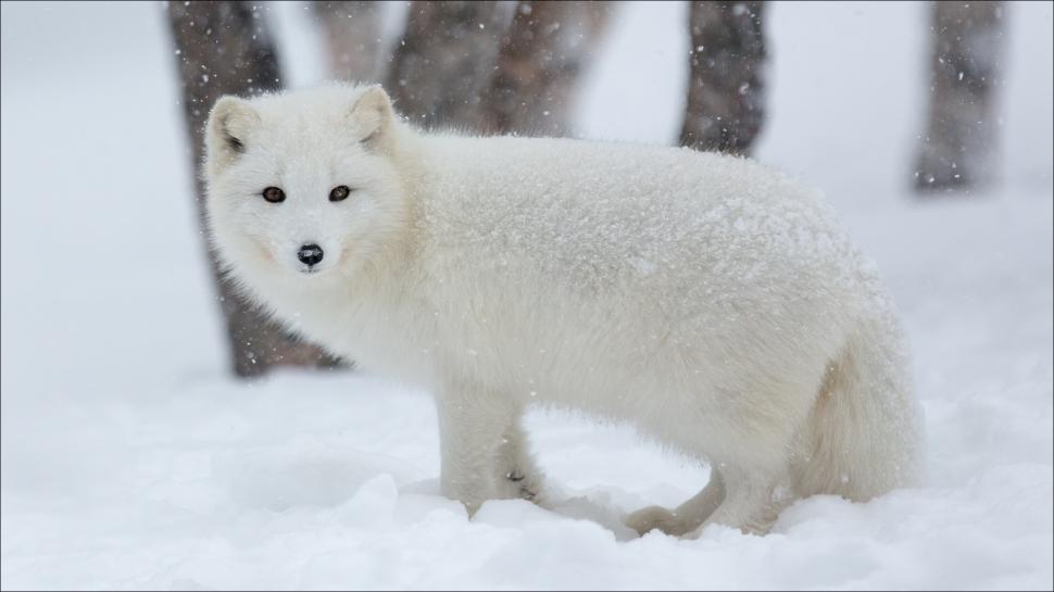 Arctic fox in snow winter wallpaper,Arctic HD wallpaper,Fox HD wallpaper,Snow HD wallpaper,Winter HD wallpaper,1920x1080 wallpaper