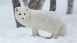 Arctic fox in snow winter wallpaper thumb