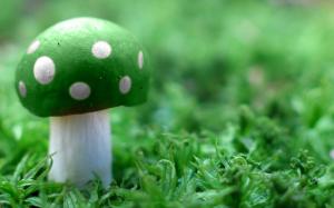 Green Mushroom Wide HD wallpaper thumb