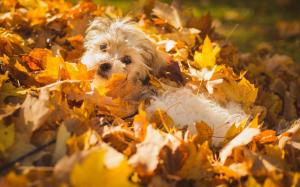 Puppy playing with leaves wallpaper thumb