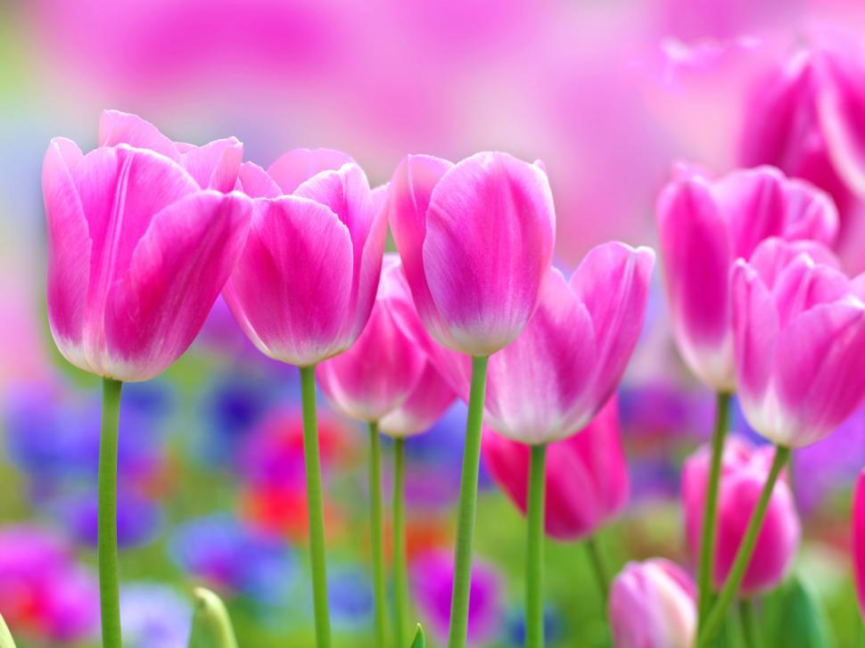 Beautiful pink tulips flowers, blur background wallpaper,Beautiful HD wallpaper,Pink HD wallpaper,Tulips HD wallpaper,Flowers HD wallpaper,Blur HD wallpaper,Background HD wallpaper,2560x1920 wallpaper
