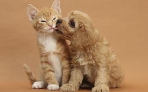 Dog and Cat Kissing wallpaper thumb