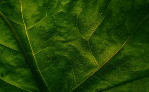 Leaf Macro Veins Green HD wallpaper thumb