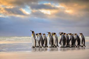 King Penguins, Falkland Islands wallpaper thumb
