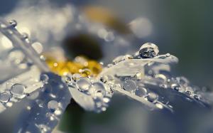 Rain drops on daisy petals wallpaper thumb