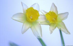 Daffodils wallpaper thumb