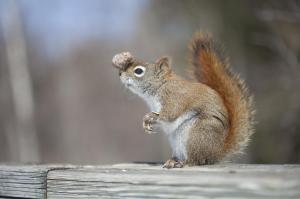 Squirrel balance wallpaper thumb