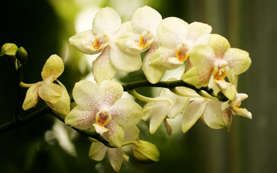 Orchid, phalaenopsis, flowers close-up wallpaper,Orchid HD wallpaper,Phalaenopsis HD wallpaper,Flowers HD wallpaper,1920x1200 wallpaper