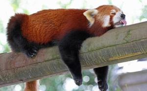 Red Panda, Firefox wallpaper thumb