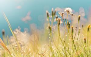 Summer, field, grass, dandelions, drops, dew, highlights, morning wallpaper thumb
