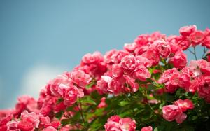 Garden flowers, beautiful red rose wallpaper thumb