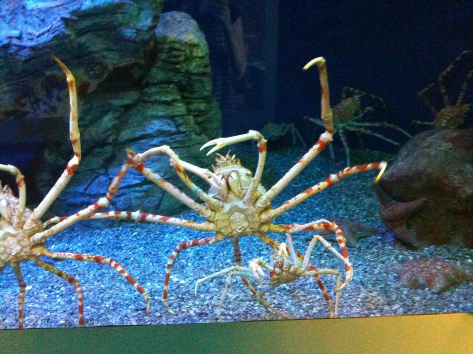 Spider Crab wallpaper,spider crab HD wallpaper,crab HD wallpaper,animals HD wallpaper,2048x1536 wallpaper