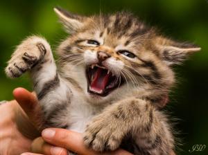 Baby, pisklya, kitten wallpaper thumb
