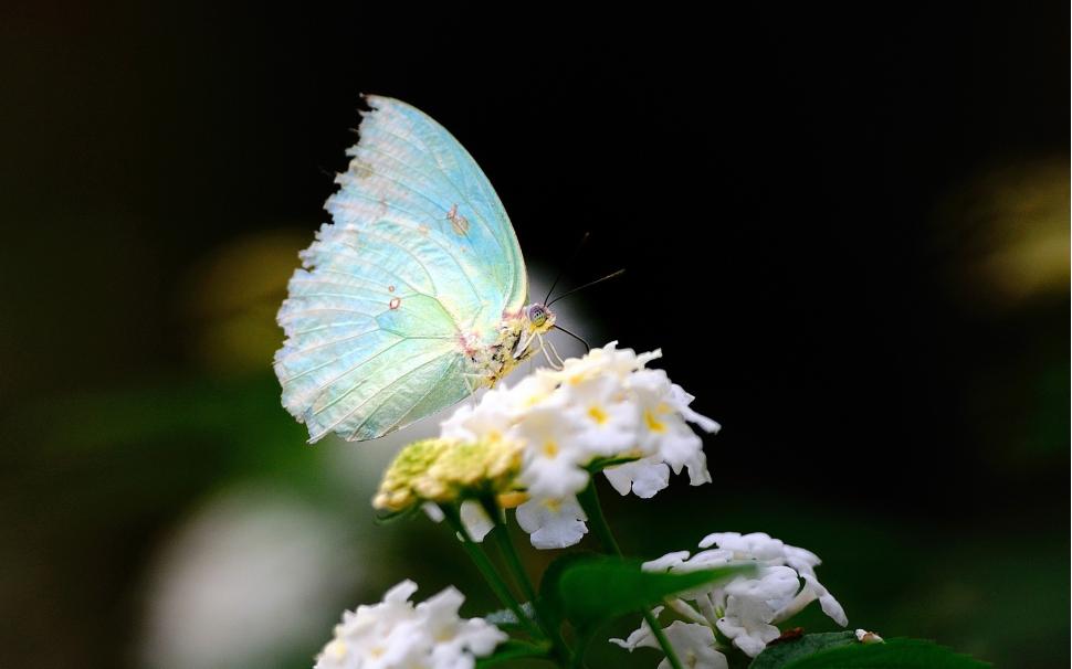 The spring Butterfly and flowers close-up wallpaper,Spring HD wallpaper,Butterfly HD wallpaper,Flowers HD wallpaper,1920x1200 wallpaper