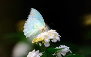 The spring Butterfly and flowers close-up wallpaper thumb