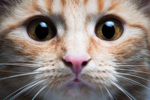 Cat eyes nose wallpaper thumb