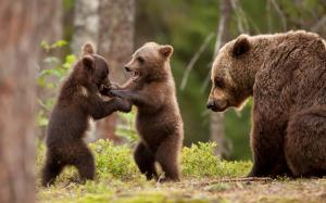 Bear cubs play game, forest wallpaper thumb
