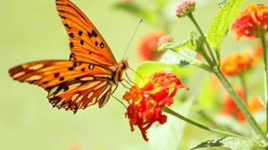Orange butterfly on a red flower wallpaper thumb