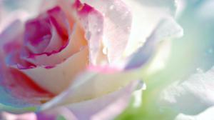 Rose Bloom wallpaper thumb