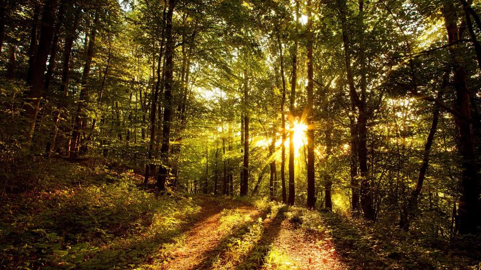 Sunshine In The Forests wallpaper,trees HD wallpaper,nature HD wallpaper,sunshine HD wallpaper,forests HD wallpaper,3d & abstract HD wallpaper,1920x1080 wallpaper