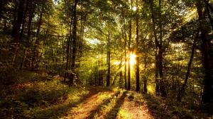 Sunshine In The Forests wallpaper thumb