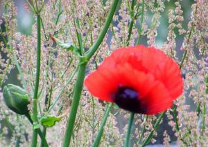 Red Poppy, With Sorrel In The Background. wallpaper thumb