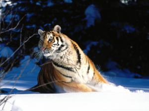Wintery Scuddle, Siberian Tiger wallpaper thumb
