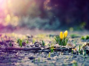 Flower Spring Colorful  Wide HD wallpaper thumb