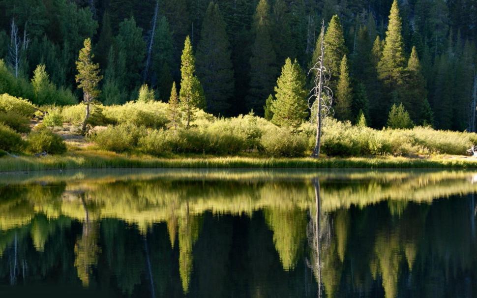 Forest Reflected in the Lake wallpaper,Scenery HD wallpaper,1920x1200 wallpaper