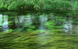 Nature, River, Grass, Spring, Green, Landscape wallpaper thumb