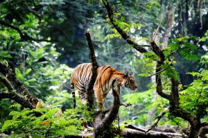 Tiger in the jungle wallpaper thumb